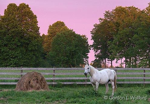 Bale & Horse At Sunrise_10473.jpg - Photographed near Kilmarnock, Ontario, Canada.